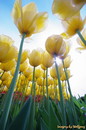 tulips skyward