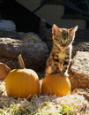 a wee tyke