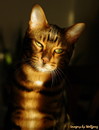 felix