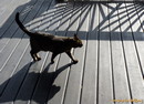 shadows
