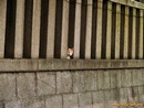 wallflower