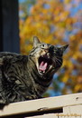 yawn