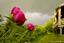 peony