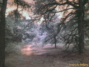 living woods